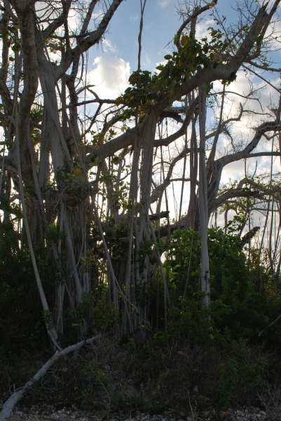 DSC_0040.JPG