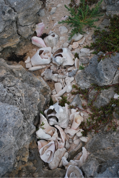 DSC_0068.JPG