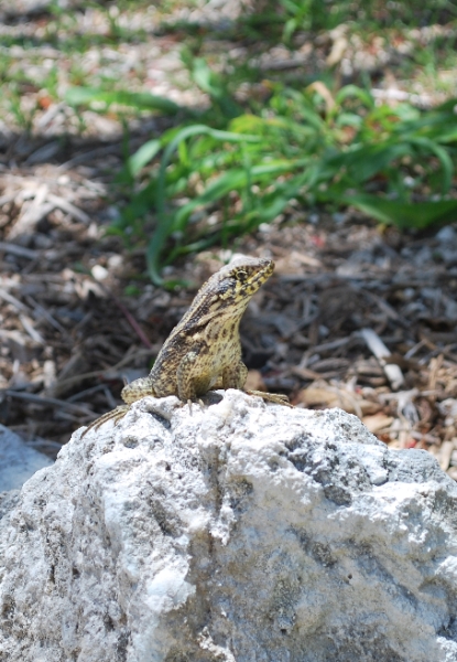 DSC_0046.JPG