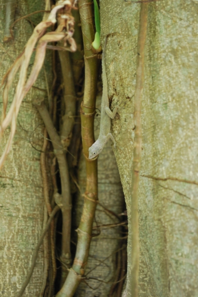 DSC_0089.JPG
