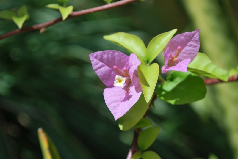 DSC_0099.JPG