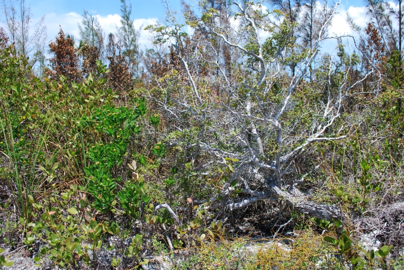 DSC_0052.JPG