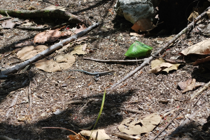 DSC_0017.JPG