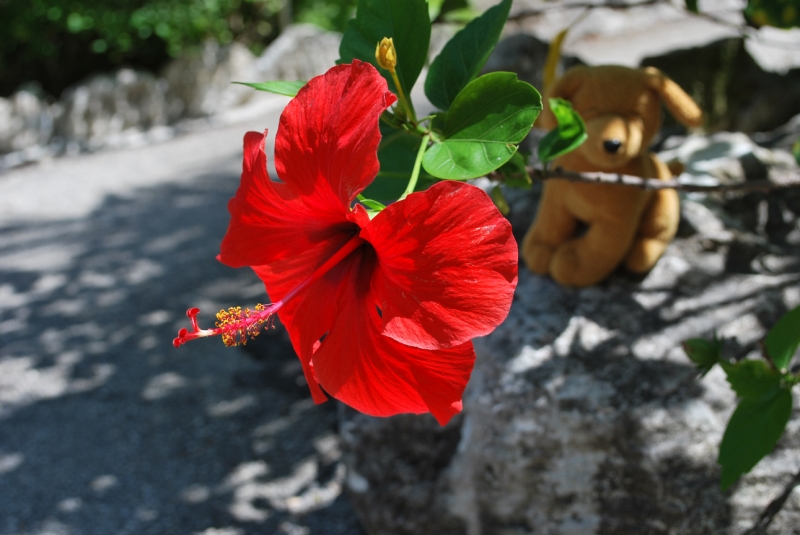DSC_0097.JPG