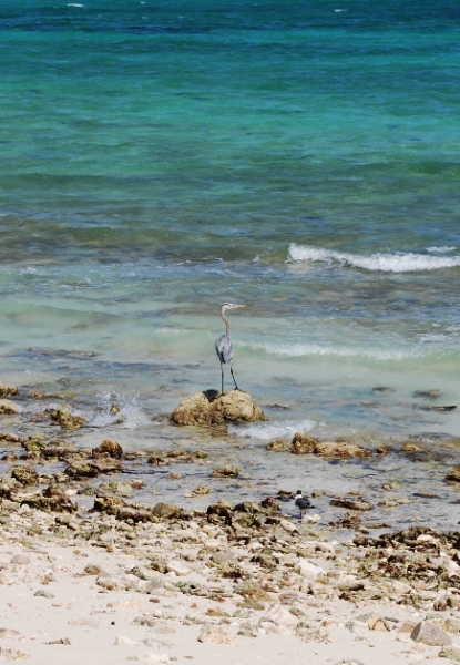DSC_0114.JPG - Great Blue Heron