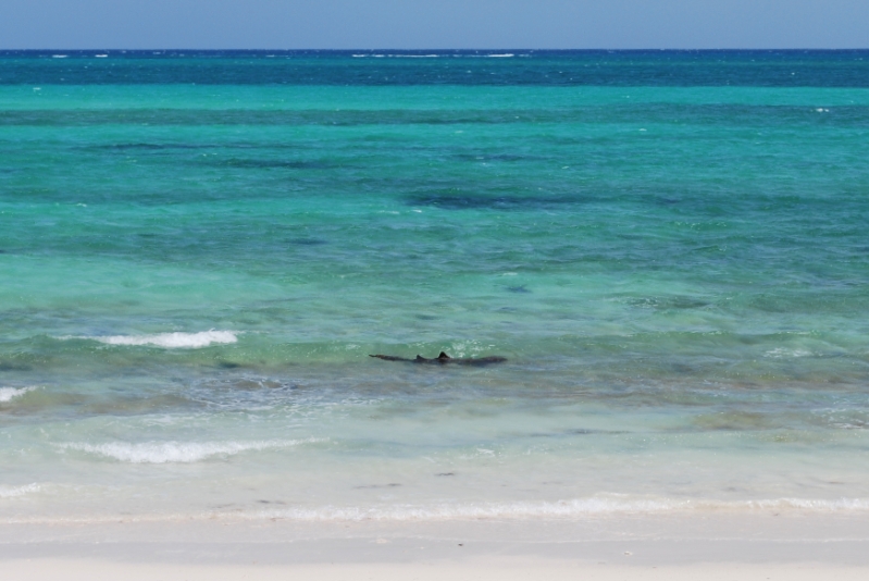 DSC_0131.JPG