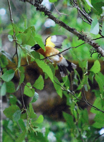 DSC_00008.JPG