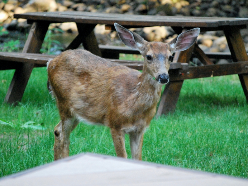 DSC_0084.JPG