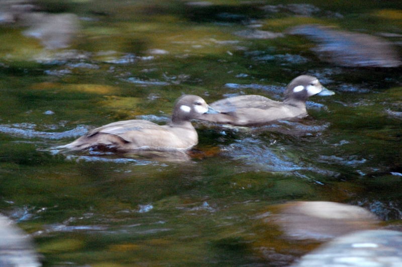 DSC_0135.JPG