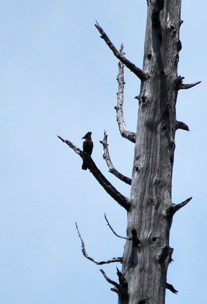 DSC_0094.JPG
