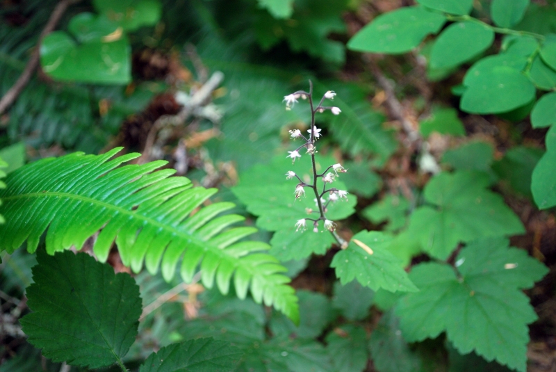 DSC_0008.JPG