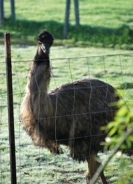 DSC_0242.JPG
