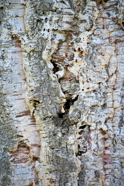 DSC_0049.JPG
