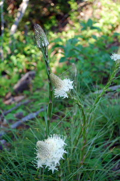 DSC_0221.JPG
