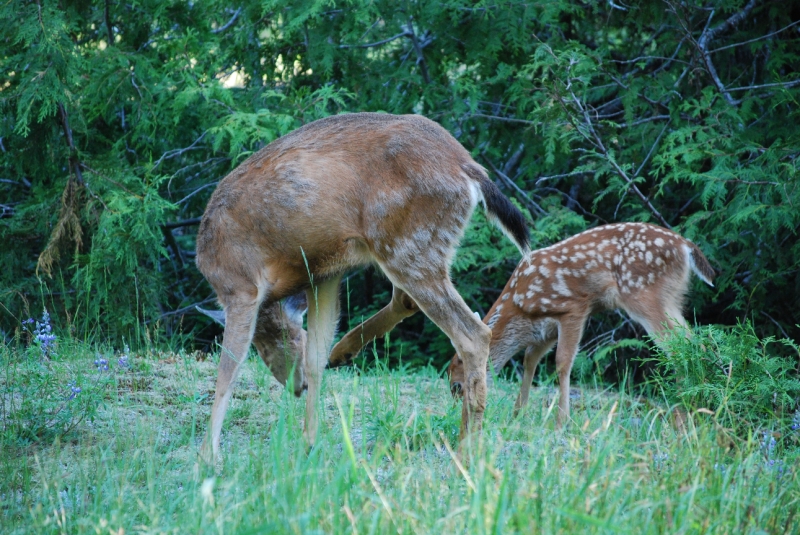 DSC_0101.JPG