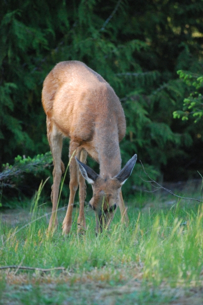 DSC_0108.JPG